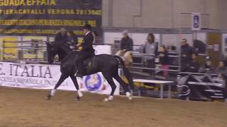 Philippe Karl - Ecole Légèreté a Fieracavalli Verona 2016