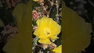 Bees pollinating prickly pear flowers #bee #cactus #nature #flowers #cute