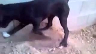 Determined Dog Won t Stop Digging! funny videos funny dog videos 2013   YouTube