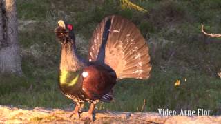 Tiuren spiller i morgensola. Capercaillie in sunrise