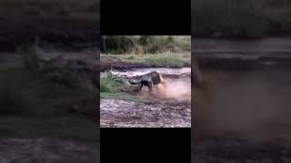 wildebeest attack lion