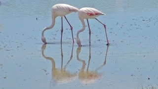 Flamingos- Natur-Schönheit in der Camargue (France)