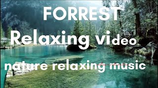 Forrest relaxing video,and amazing bird's voice,relaxing music,sleep music,meditation video,