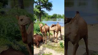 Enjoying the Environment #camels #wildlife #views_viral #الجمال #animals