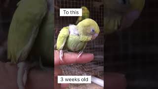 Baby Budgie Bird Transformation 6 Days Old and 3 Weeks Old