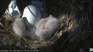 01 10 23 Newly hatched Captiva Eaglet upside down