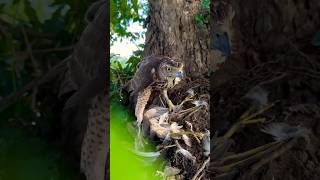 Falcon Hunting #birds #falcons #shorts #wildlife