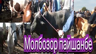 Молбозори пайшанбе