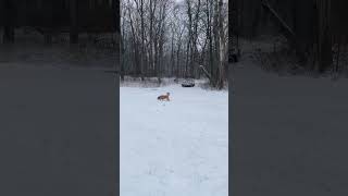 PUPPY out in the SNOW! #puppy #potty #goldendoodle #doodle #dog #puppy #winter #cold #erie #cute