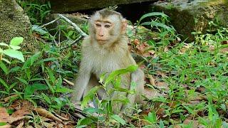 Poor monkey Hero always stay alone don't care with other but he considers towel as best friend