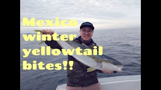 #FishOnLA Cold Water Yellowtail fishing in San Diego & Mexico Ensenada | Massive bites on yoyo jig