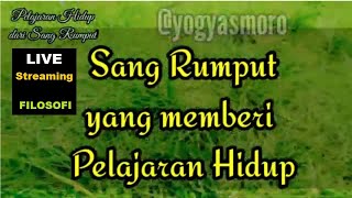 Live SANG RUMPUT YANG MEMBERI PELAJARAN HIDUP