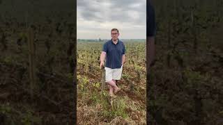 Burgundy Vineyard Update Spring 2022 with William Kelley