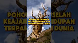 Pohon Methuselah: Keajaiban Kehidupan Terpanjang di Dunia #pohonmethuselah #faktaunik #faktamenarik