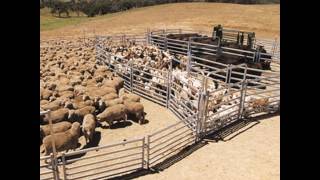 1.8x2.1m heavy duty Australia standard livestock cattle panels