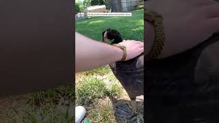 This girl rescued and adopted a Canadian goose #animalshorts #shortvideo #animals #rescued