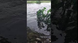 Malaking isda sa ilog😱😱😱 #hectortvvlogs #shorts