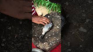 Fastest Fish Cutting Tilapia Fish Cutting Skills #shorts