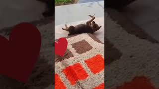 Perrito jugando con mariposa