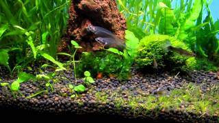 RE-SCAPE & GHOST CATFISH. Removed moss-rock, re-placed with more mini-pellia & subwassertang!