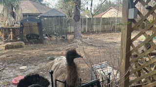 New year 2024 viral EMU take down MUST SEE