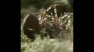 Interesting  😆😆😆 #funny​ #videos #fun #comedy #clips #spiders