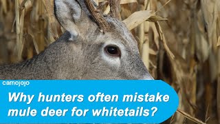 【Camojojo】Whitetail vs Mule Deer | Variation in diet, age, and geography