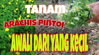 Arachis pintoi , tanam arachis pintoi awali dari yg kecil dulu.