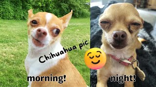 Adorable Chihuahua Comedy: Funny and Cute Dog Moments! #youtube #dog #funnydog #dogcomedy #cutedog