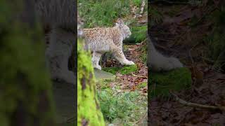 Incredible Lynx Cat Encounters: Wild Moments Captured