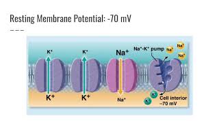 Action Potential