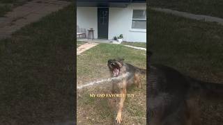 GERMAN SHEPHERD OBESSED WITH WATER ❗️