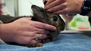 Wild Rose Vets Season 1 WEBISODE Wild Rabbit Health Check