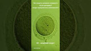 What kind of oocytes does an embryologist have to work with? Класифікація ооцитів у ембріології.