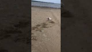 #shorts what is freedom without telling what is freedom… #dogsoftiktok #funnydogs  #viral #freedom