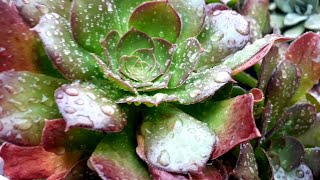 SUCULENTAS NA CHUVA. Será que pode? o que acontece com elas? Saiba tudo sobre isso.