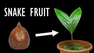 Snake fruit plant growing - time lapse [4K]