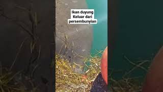 Ikan duyung keluar dari persembunyian