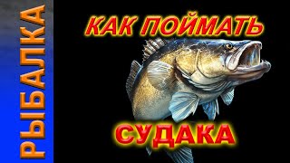 Как поймать судака Троллинг судака