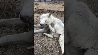 Волчонок наш вырос взяли маленького помесь с лайкой