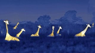 Giraffe's "Hum" at Night to Communicate