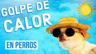 Golpe de Calor en Perros