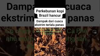 petani kopi Indonesia mendapat berkah kopi mahal