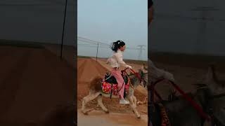 Funniest Donkey Ever! Donkey Training the fun way! 102