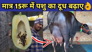 गाय/भैंस का दूध बढ़ाए मात्र 15रू में|Doodh bdhane ka tarika|Bhains ka doodh|Increse cow/buffalo milk