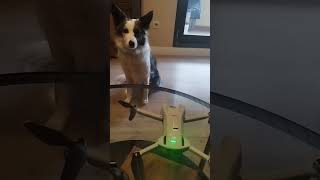 Vega quiere volar#drone #dogs #dronevideo #dog