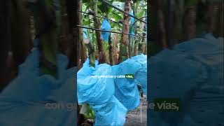 ⚡Revolución en la Agricultura: Transportando 1000 kg caminando! 🚠