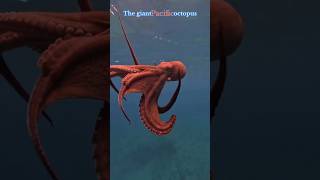 The Largest Octopus (Giant Pacific Octopus)    #viral #trending #shorts