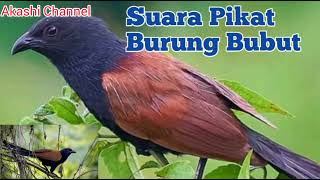 Suara Pikat Burung Bubut