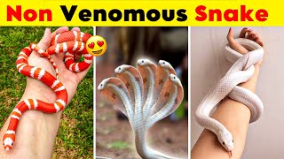 Top 10 Non Venomous Snakes in The World | Snake video